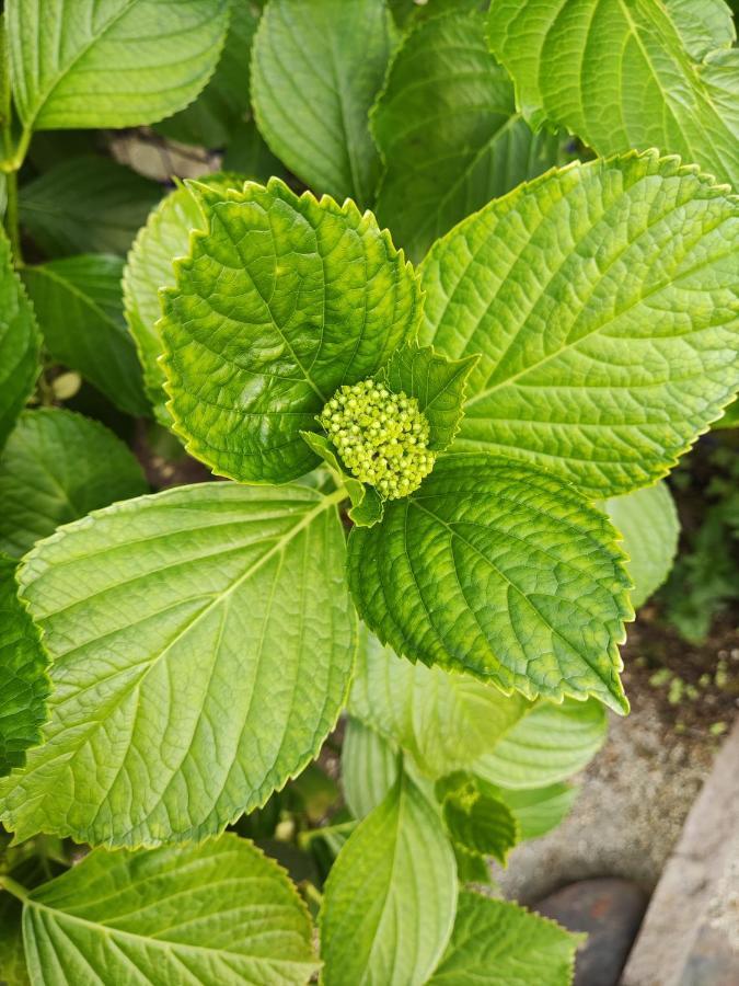Le Jardin Du Controleur Lejlighed Valence  Eksteriør billede