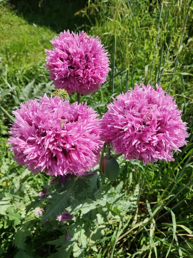 Le Jardin Du Controleur Lejlighed Valence  Eksteriør billede